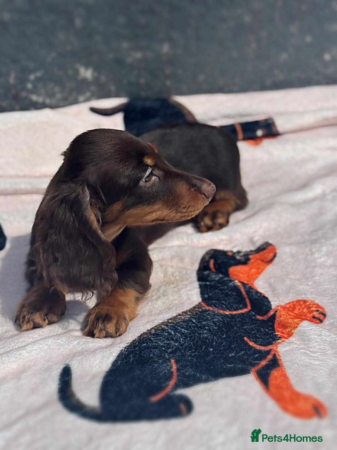 Miniature Dachshund dogs for sale: 2 gorgeous fluffy boys  - Image 6