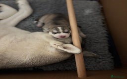Siberian Husky dogs for sale: Beautiful Siberian Husky - Image 11