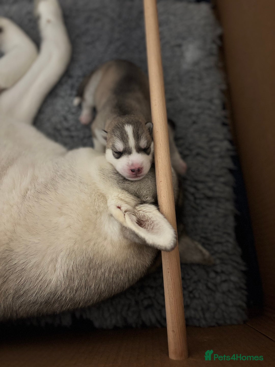 Siberian Husky dogs for sale: Beautiful Siberian Husky - Image 11