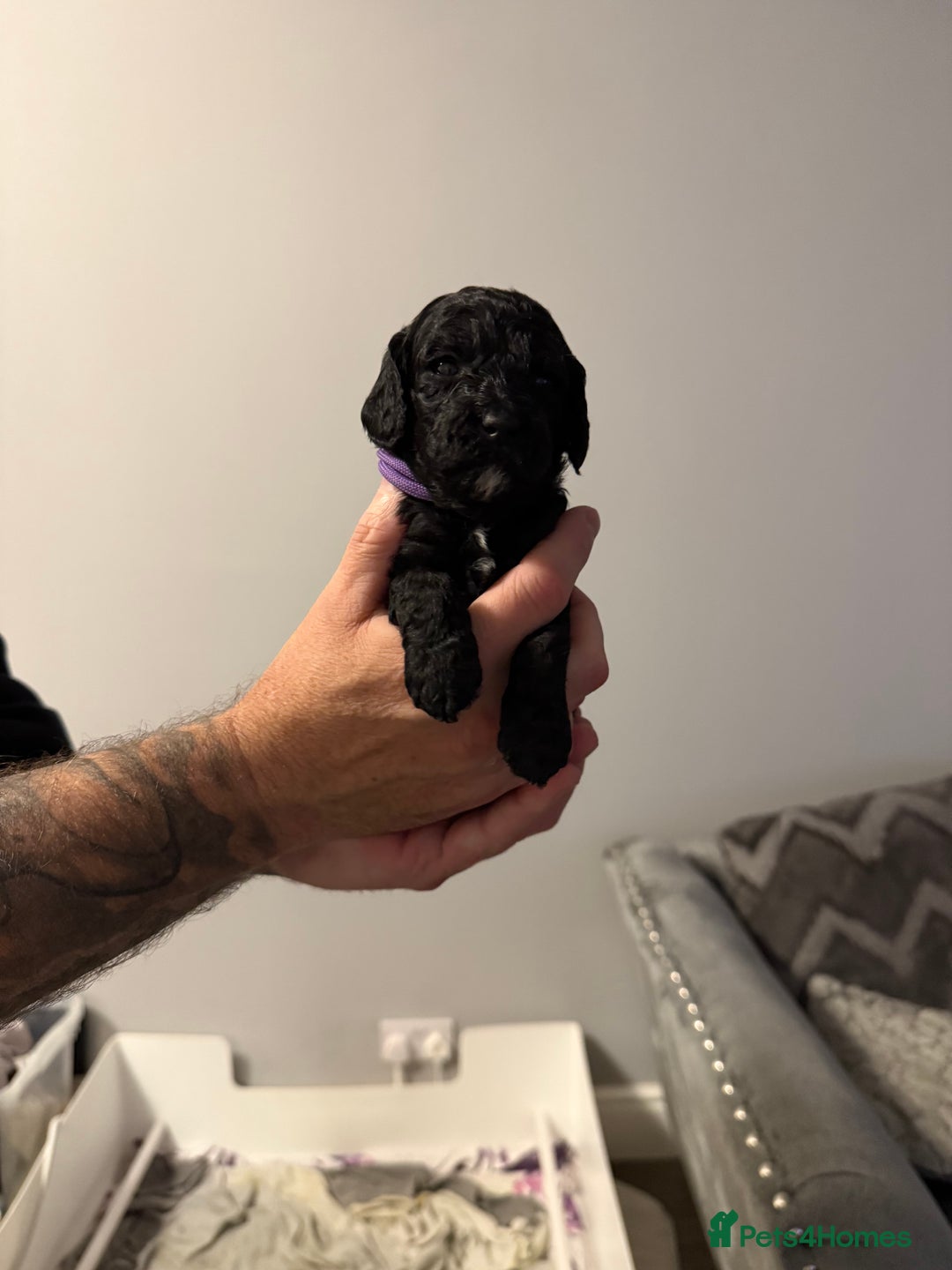 Cavapoo dogs for sale: Mini CavaPoos - Advert 5