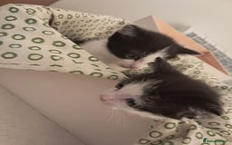 Mixed Breed cats for sale: Kittens  - Image 4