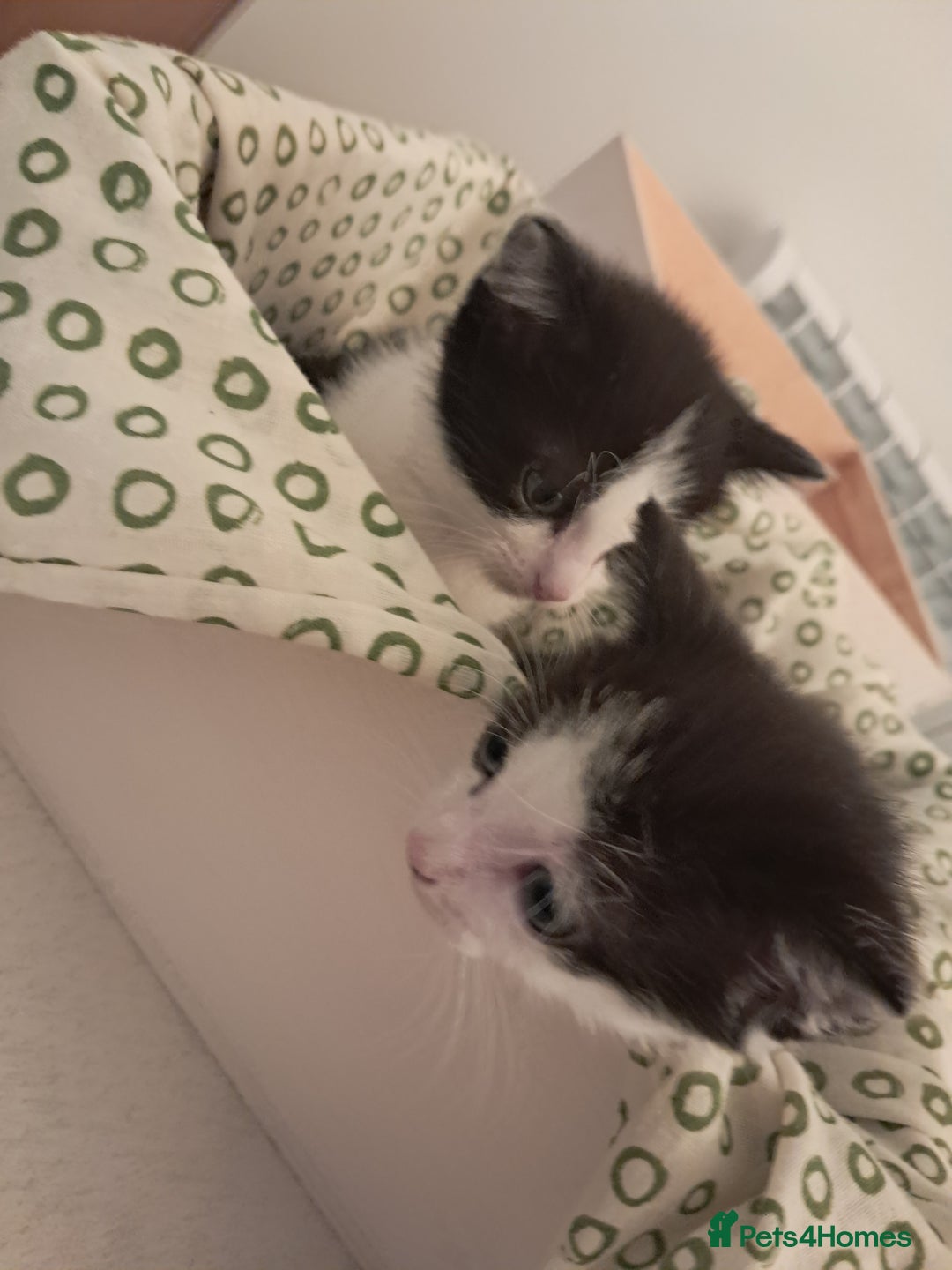 Mixed Breed cats for sale: Kittens  - Image 4