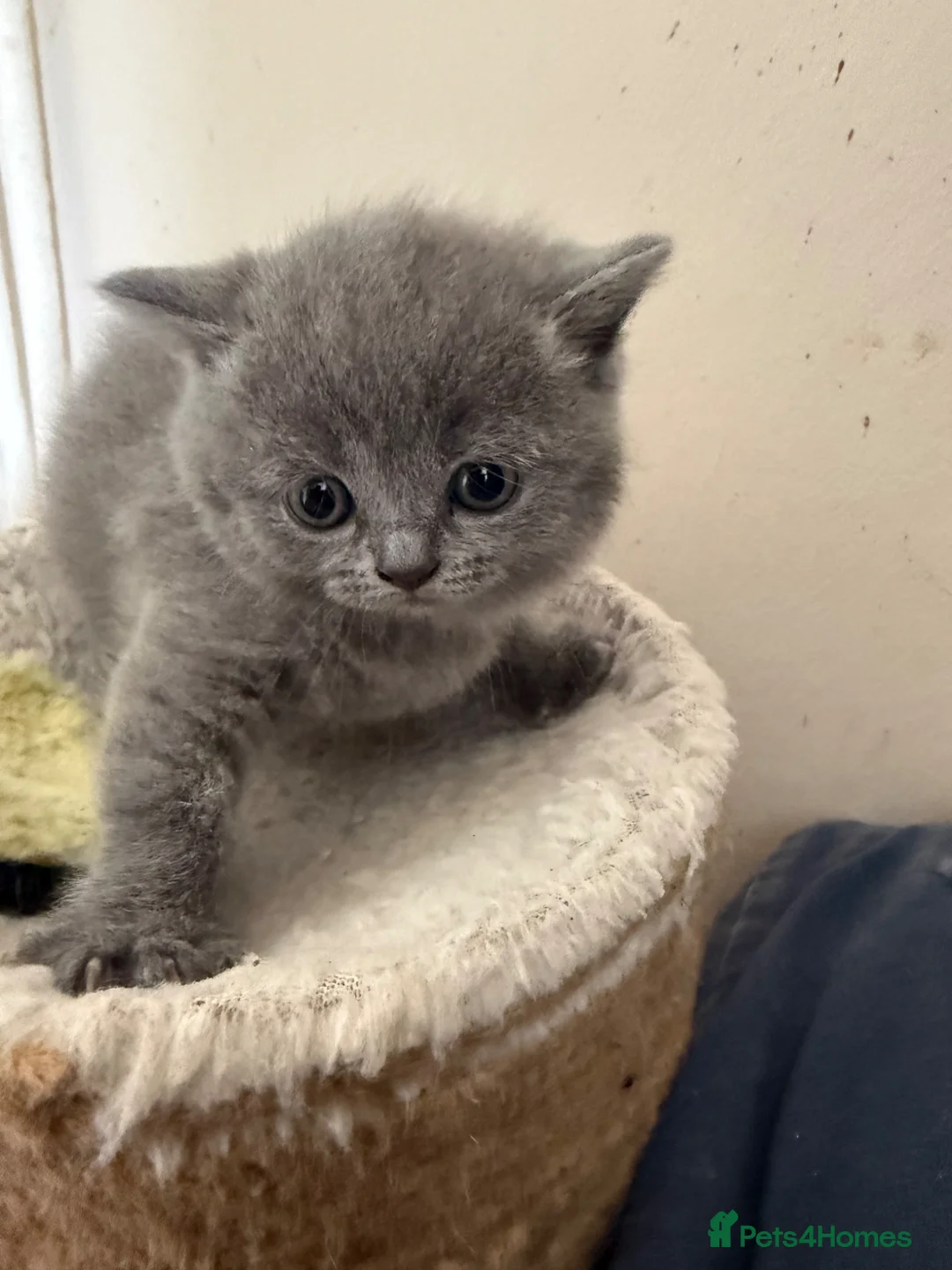 Scottish Fold cats for sale: Scottish fold blue point kittens ready for reserva - Advert 8