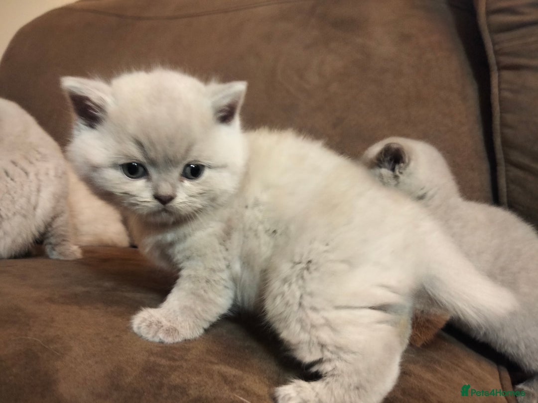 British Shorthair cats for sale: BSH lilac boys and girls, GCCF registered  - Image 5