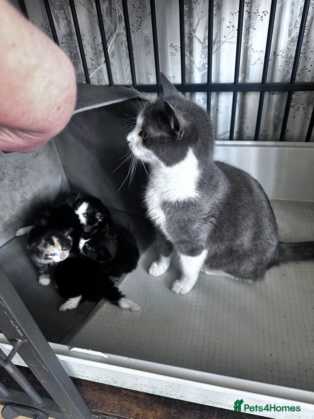 Mixed Breed cats for sale: 4 loving kittens looking for homes  - Advert 1