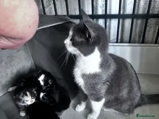 Mixed Breed cats 4 loving kittens looking for homes - Advert 1