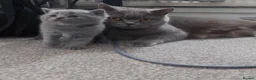 British Shorthair cats for sale: British short hair kittens  in Sheffield - Advert 2