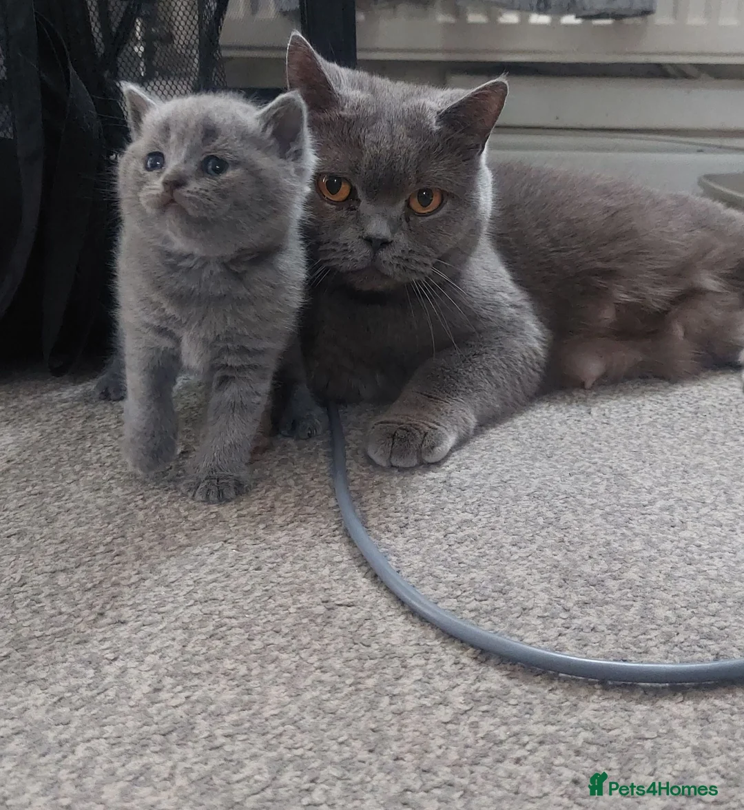 British Shorthair cats for sale: British short hair kittens  in Sheffield - Advert 2