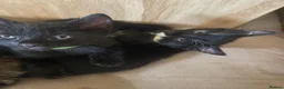 Mixed Breed cats for sale: 8 beautiful kittens available now - Advert 3