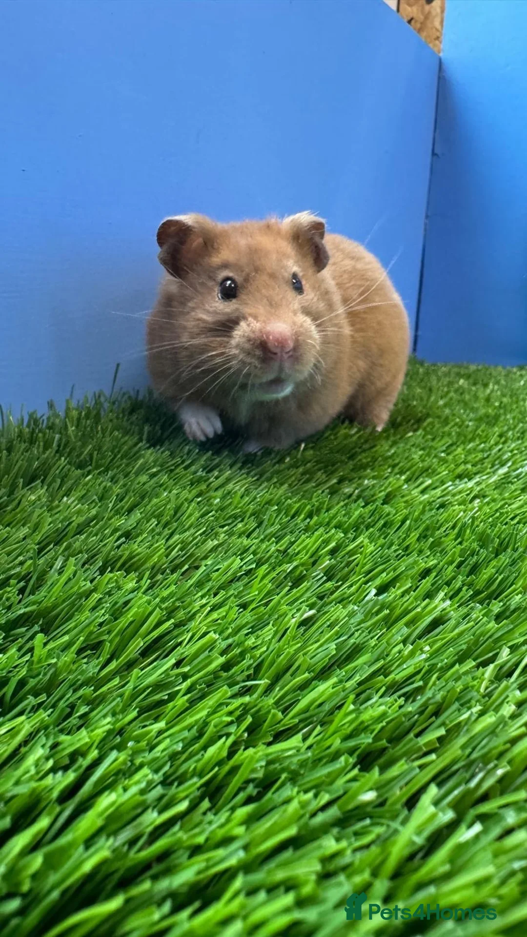 Hamster rodents for sale: Syrian Hamster Female Very Sweet  - Advert 3