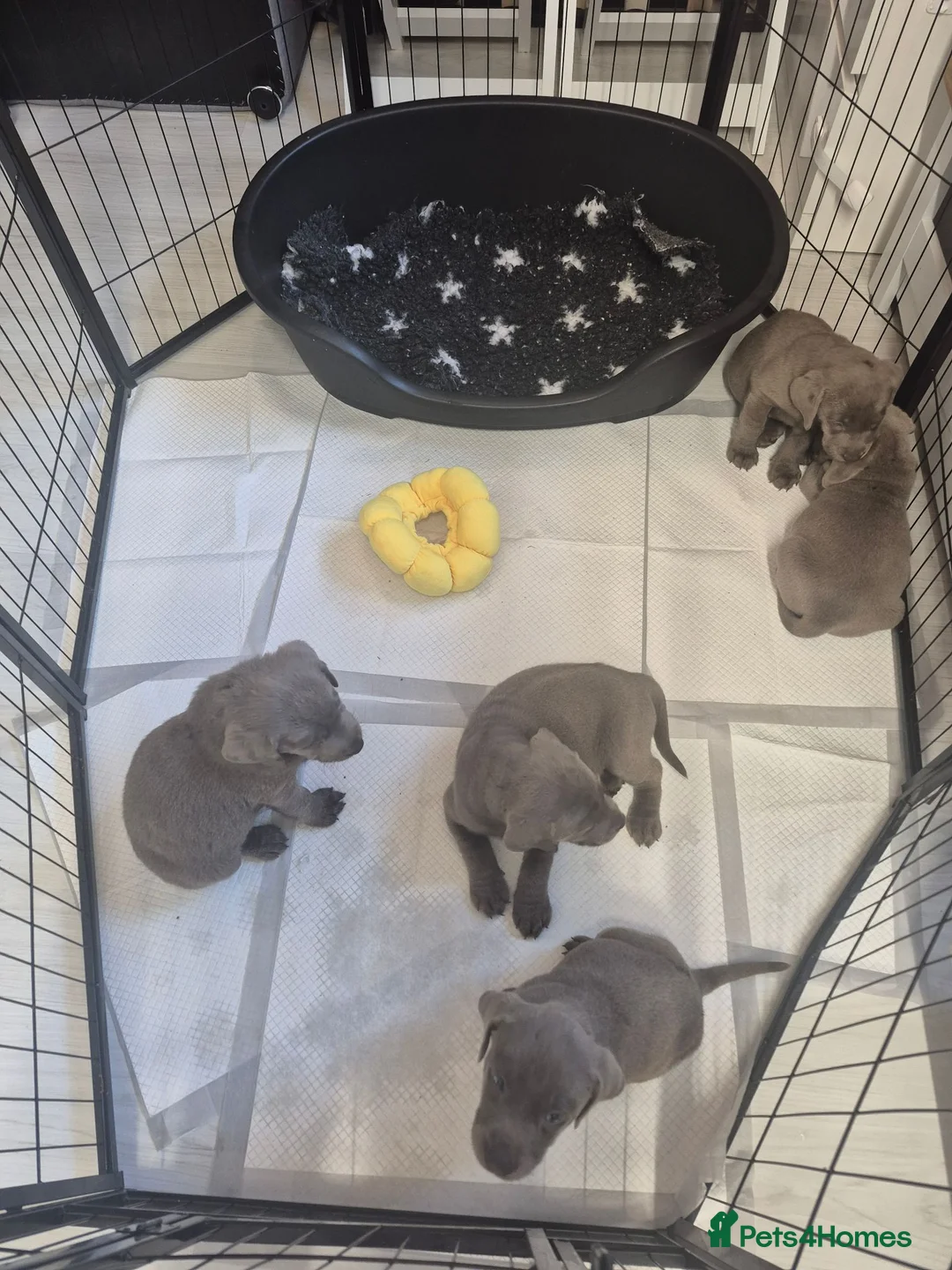 Labrador Retriever dogs for sale: Silver Labrador puppies  - Advert 2