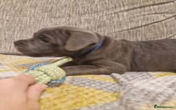 Staffordshire Bull Terrier dogs for sale: Blue Staffordshire Bull Terrier Puppies in Street - Image 19