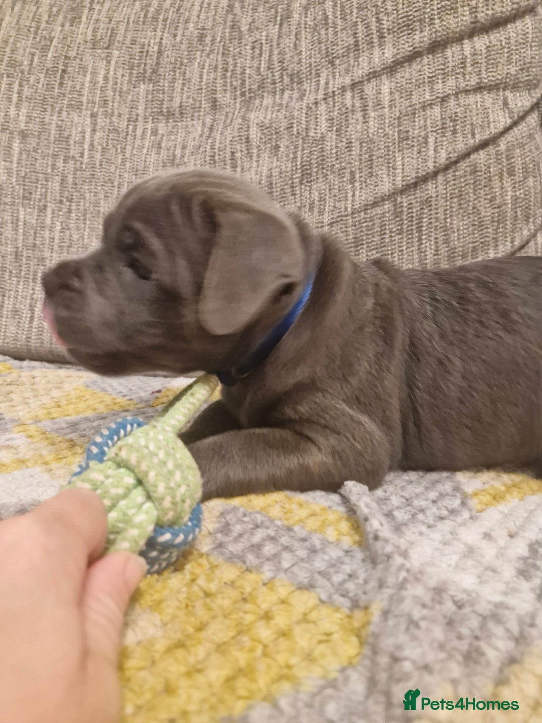 Staffordshire Bull Terrier dogs for sale: Blue Staffordshire Bull Terrier Puppies in Street - Image 19