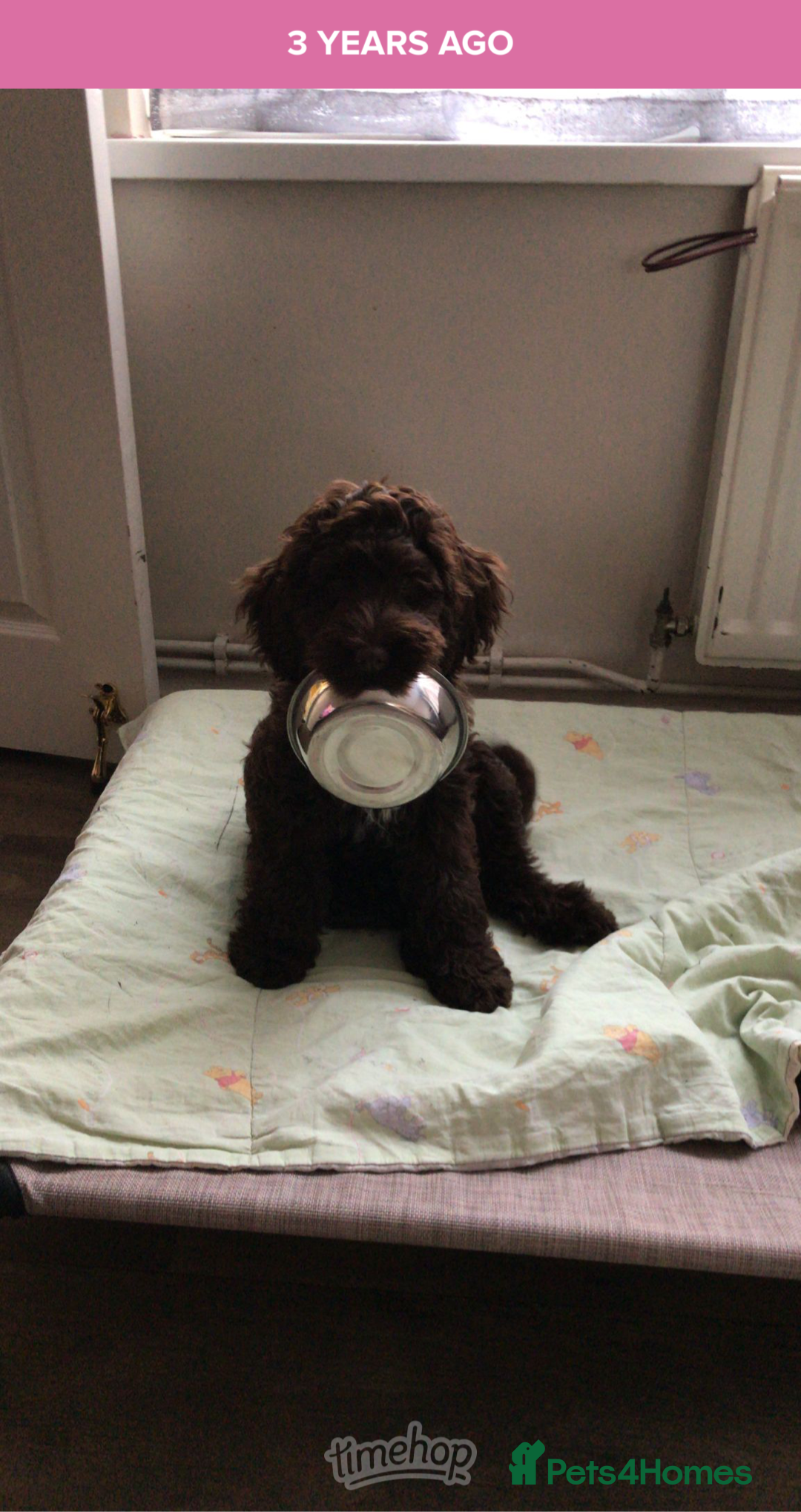 Cockapoo dogs for sale: Cockerpoo F1b puppies  in Hailsham - Advert 6