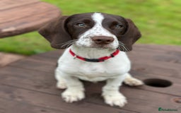 Springador dogs for sale: Springador for sale  - Image 6