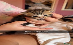 British Longhair cats for sale: Beautiful kittens  - Image 2