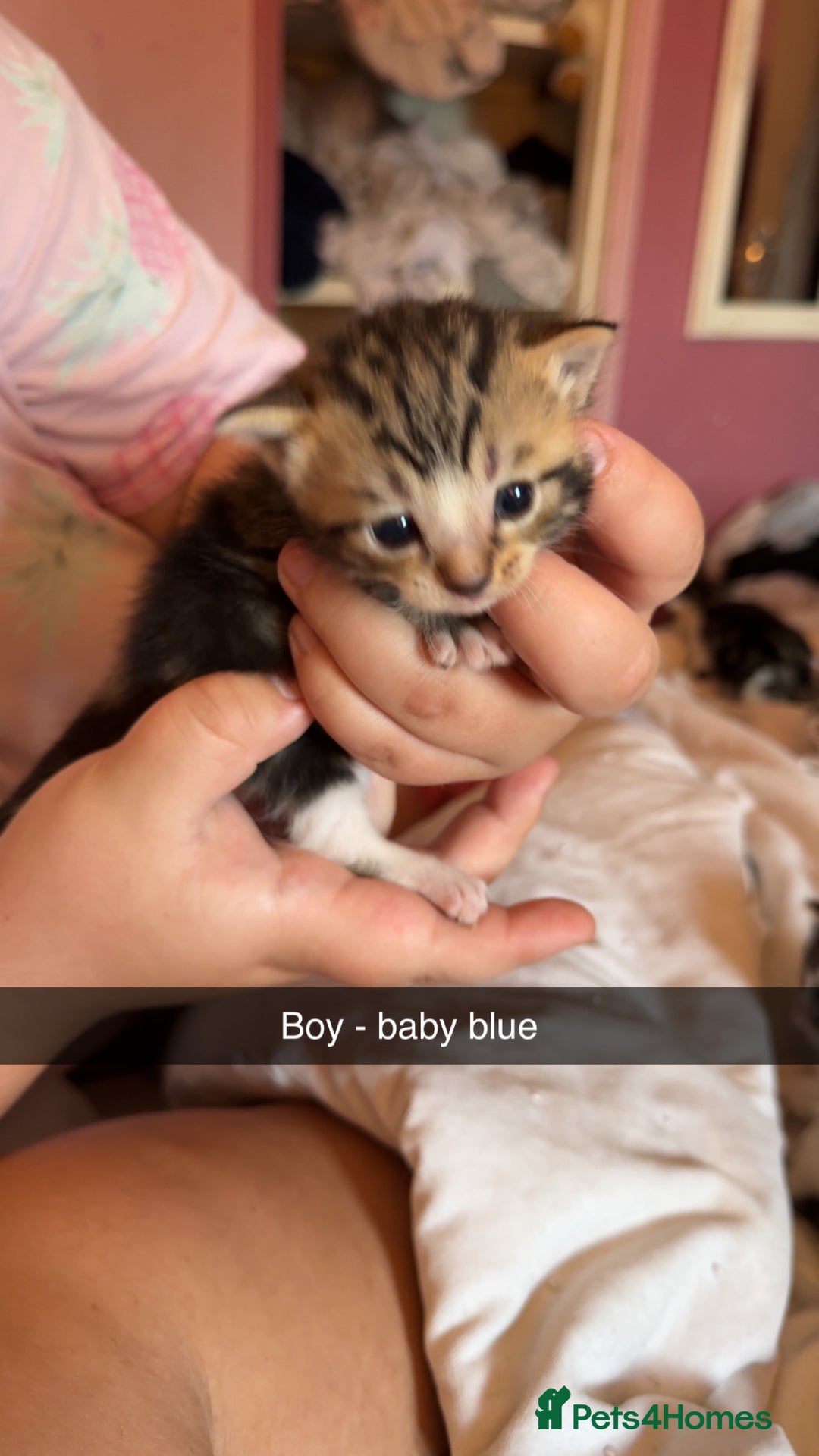 British Longhair cats for sale: Beautiful kittens  - Image 2