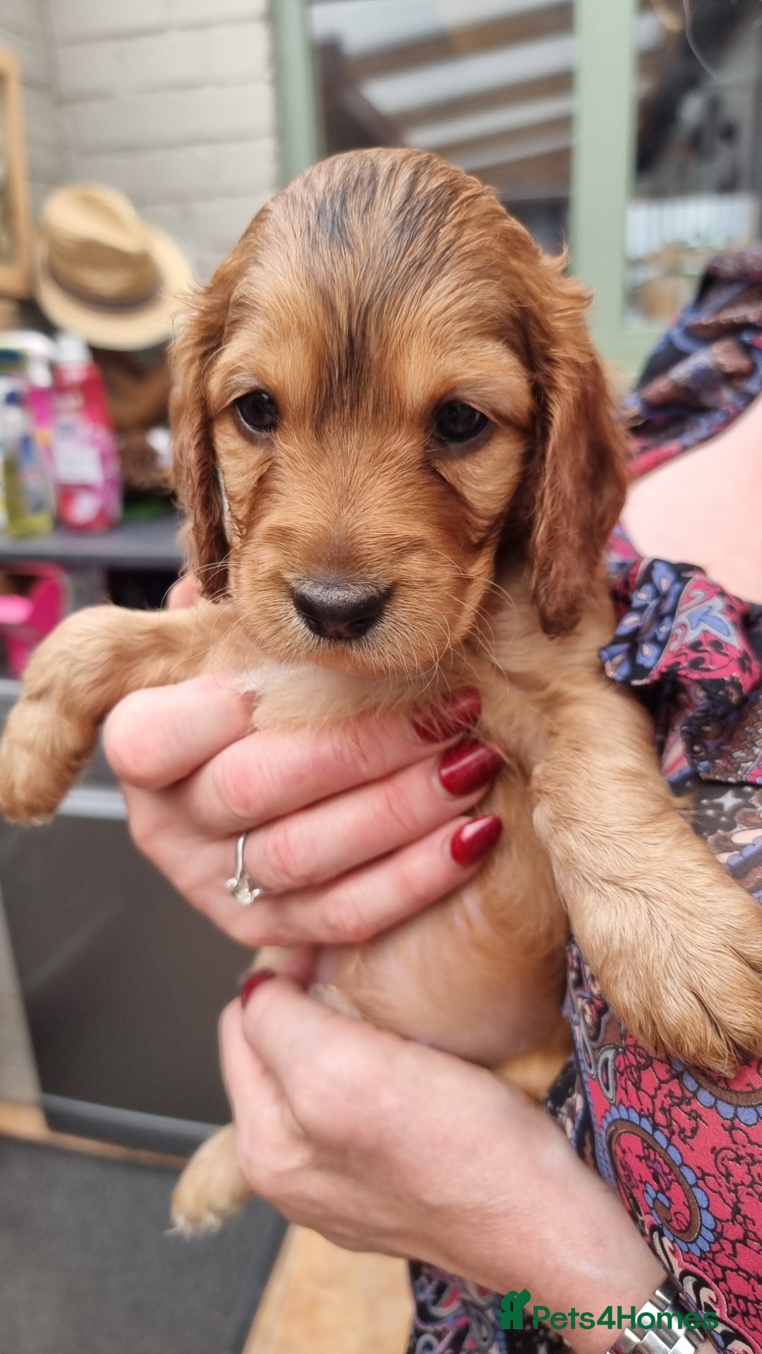 Cockapoo dogs for sale: Cockapoo's - Image 35
