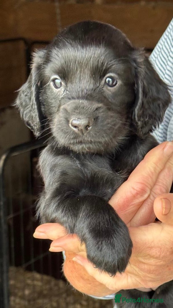 Cocker Spaniel dogs Cocker Spaniel puppies - Advert 2