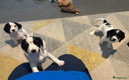 Cocker Spaniel dogs for sale: 🐾 3 KC Reg Blue Roan Cocker Spaniels for sale 🐾  - Image 3