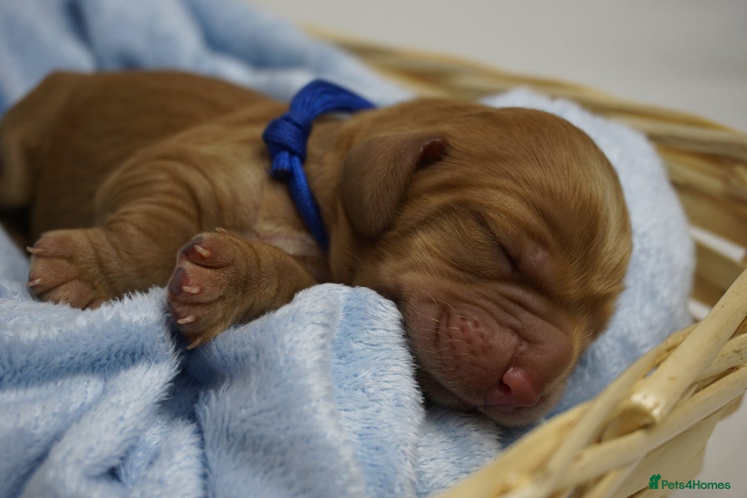 Mixed Breed dogs for sale: Golden Cocker Spaniel  - Image 18