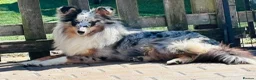 Shetland Sheepdog dogs for sale: Beautiful blue Merle girl Shetland sheepdog  - Advert 4
