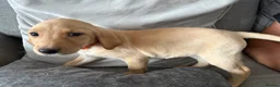 Labrador Retriever dogs for sale: 6 KC Registered Labrador Pups 3 Left !! - Advert 5