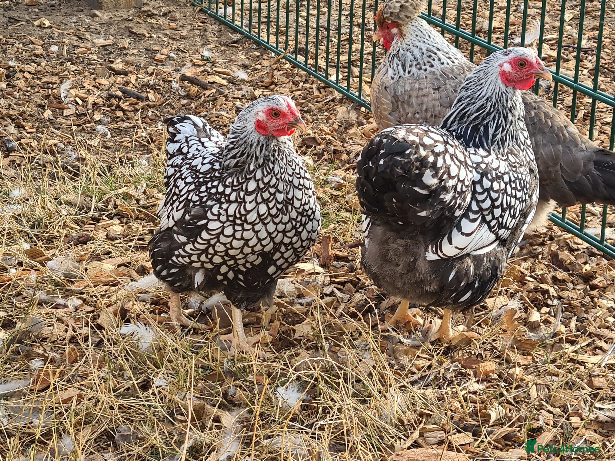 Chickens poultry Silver laced wyandottes  - Advert 1
