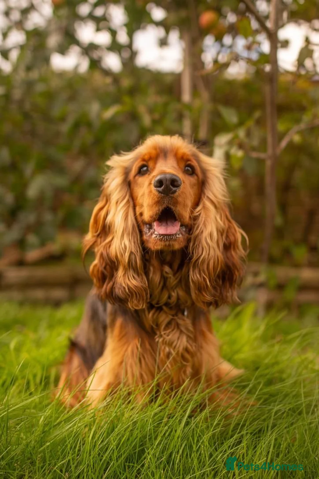 Cocker Spaniel dogs for sale: 5* Show Type Cocker Spaniels Villaspaniol Lines - Advert 22