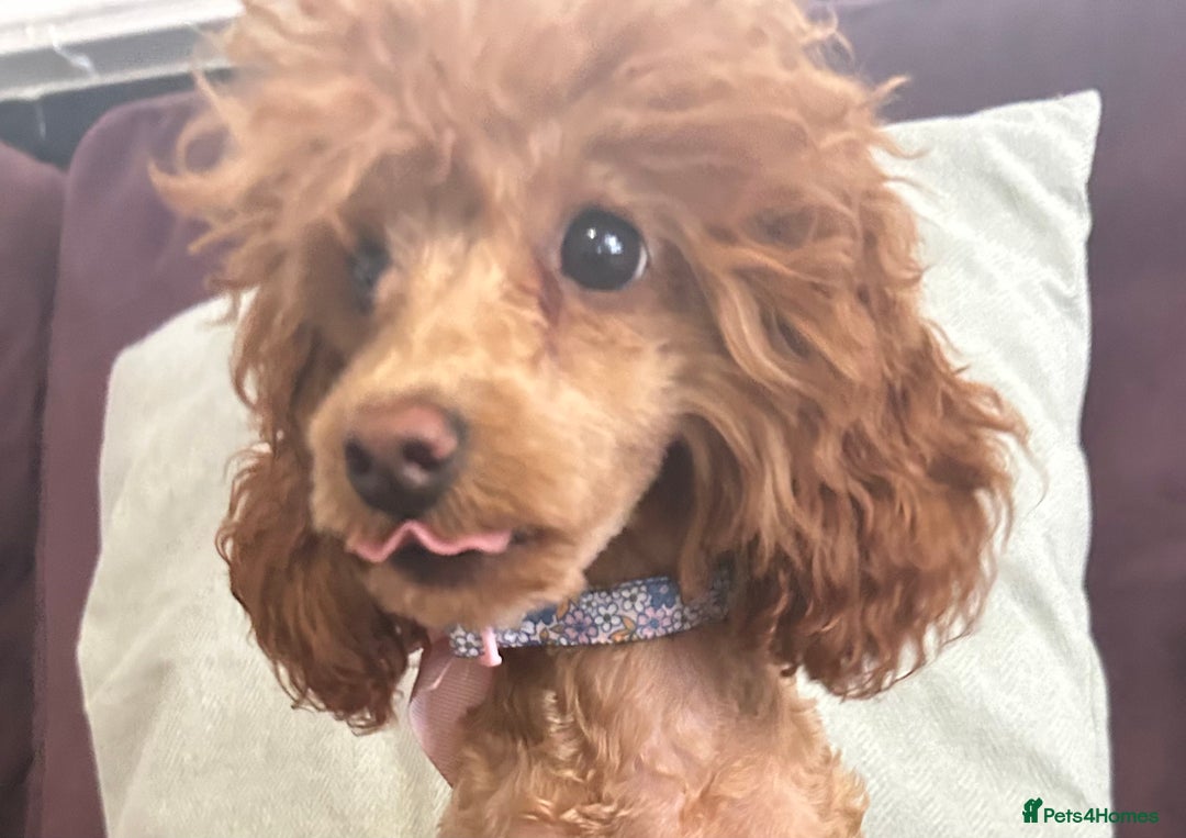 Toy Poodle dogs for sale: Teddi female 6’m old tiny Kc toy poodle  in Chichester - Image 15