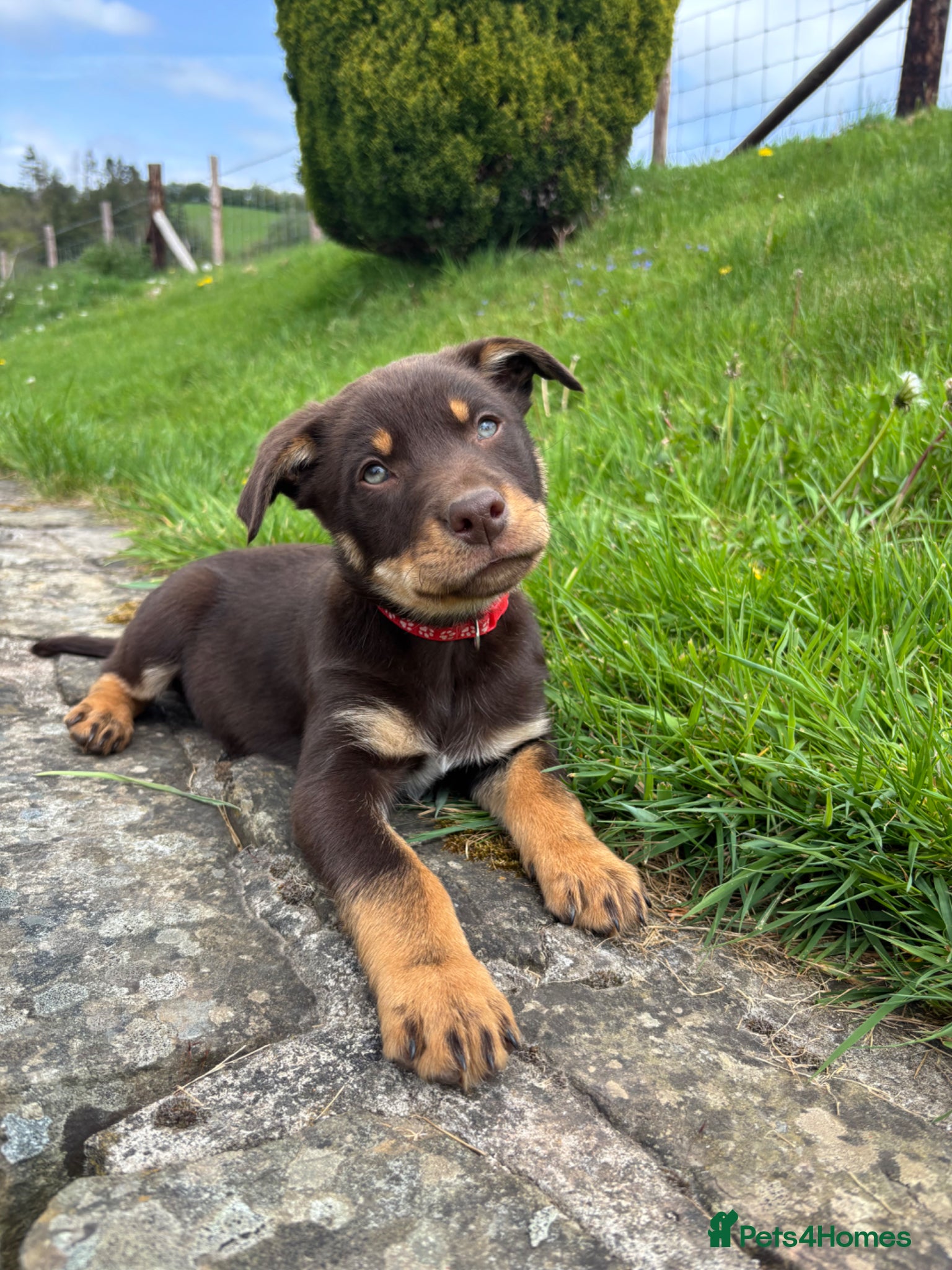 Australian Kelpie dogs 2 Boys Red and Tan Australian Kelpie Puppies - Advert 1