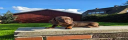 Miniature Dachshund dogs for sale: Beautiful choc & tan female - Advert 9