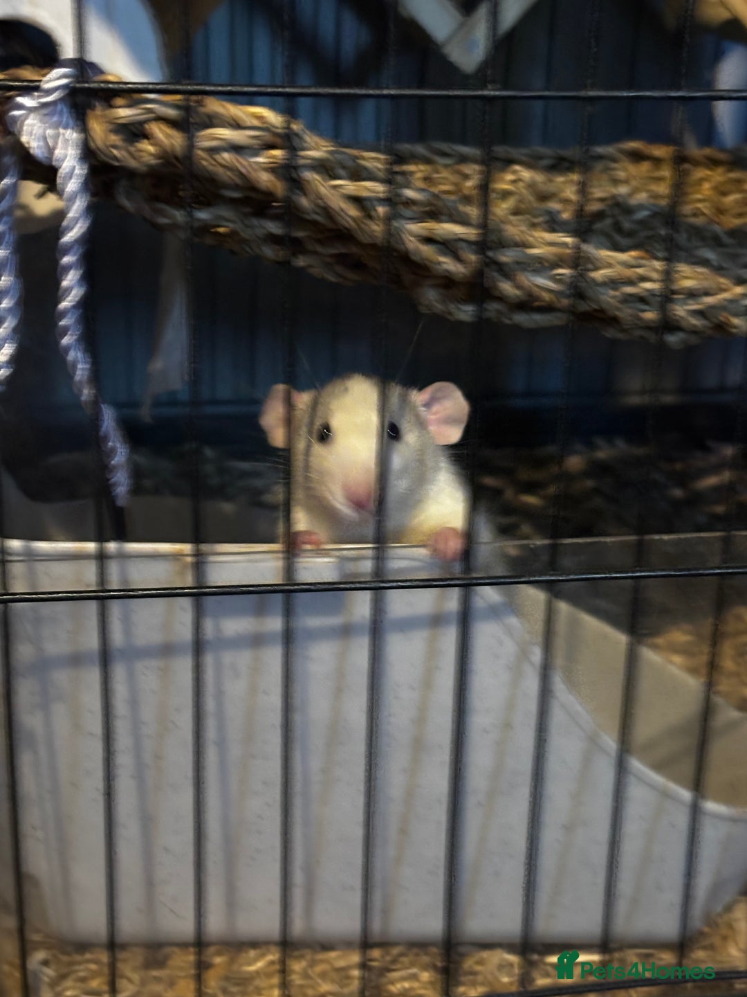 Rat rodents for sale: 4 female rats - Advert 4