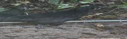 Chickens poultry for sale: 2 ayam cemani hens - Advert 5