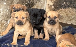 Rottweiler dogs for sale: Rottweiler × Black Mouth Cur  - Image 6