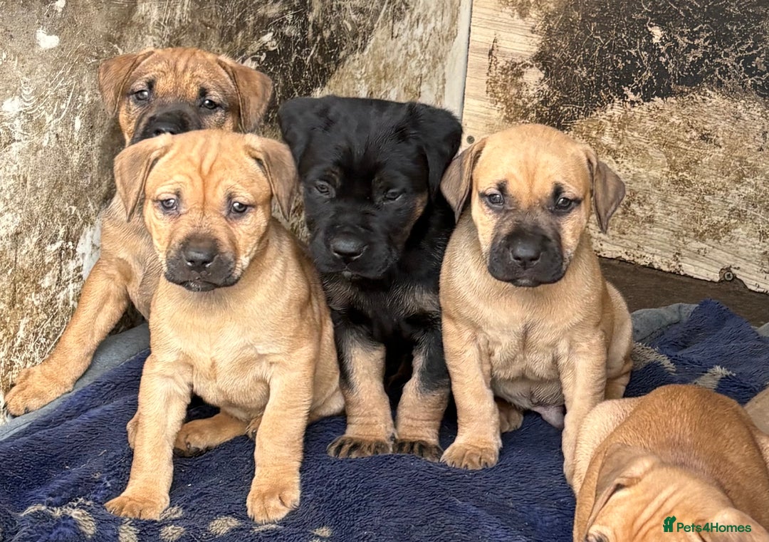 Rottweiler dogs for sale: Rottweiler × Black Mouth Cur  - Image 6