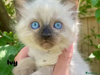 Ragdoll cats Ragdoll Kittens - Advert 2