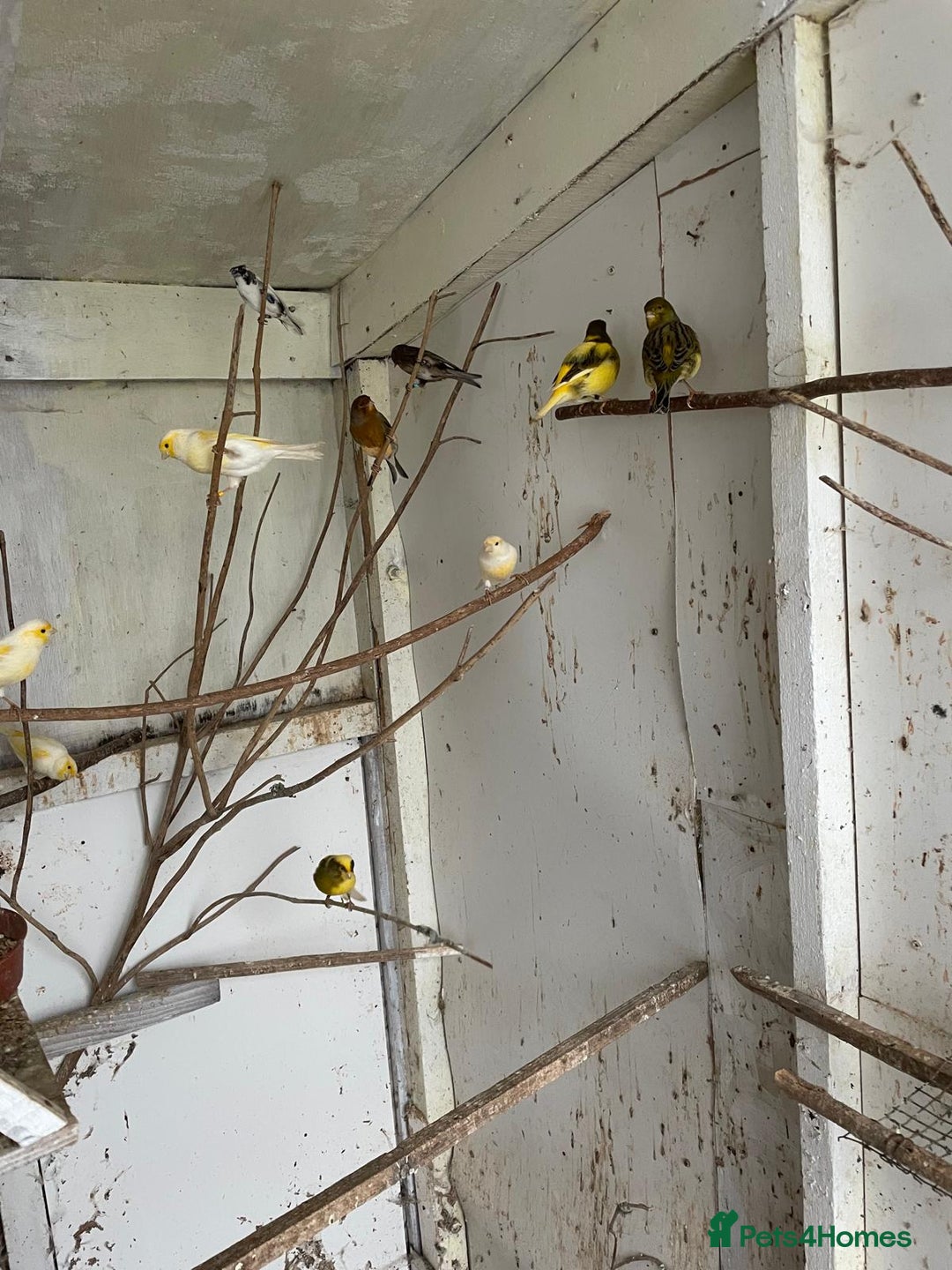 Canaries birds for sale: Canaries for sale - Advert 3