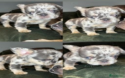 French Bulldog dogs for sale: 2 French bulldog pups - Image 2