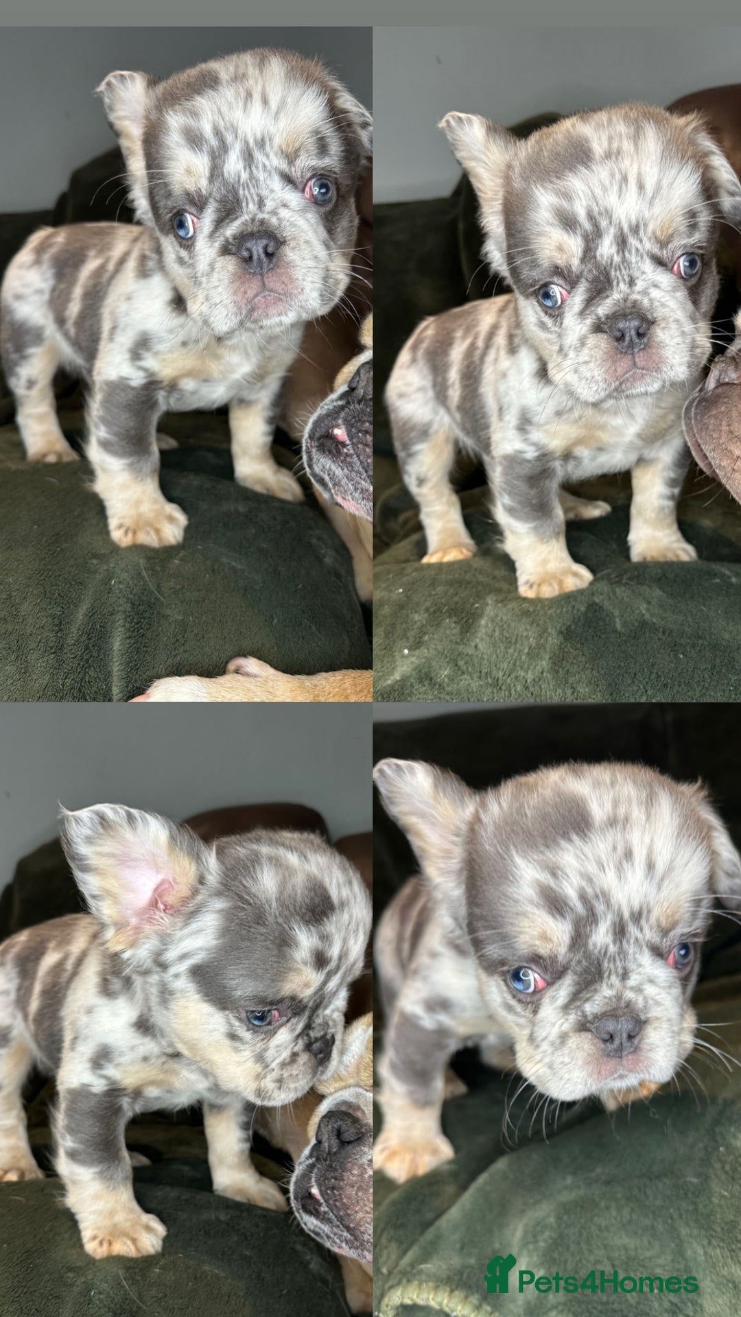 French Bulldog dogs for sale: 2 French bulldog pups - Image 2