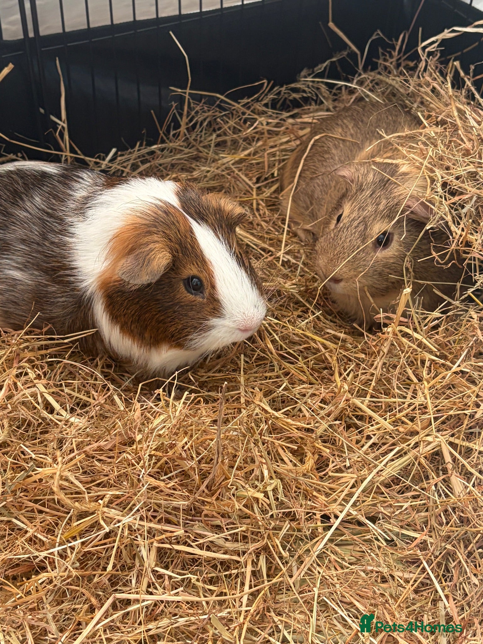 Guinea Pig rodents 2 male guinea pigs  - Advert 1