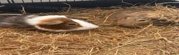 Guinea Pig rodents for sale: 2 male guinea pigs  - Advert 1