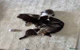 Mixed Breed cats for sale: 3 beautiful fluffy kittens  - Image 10