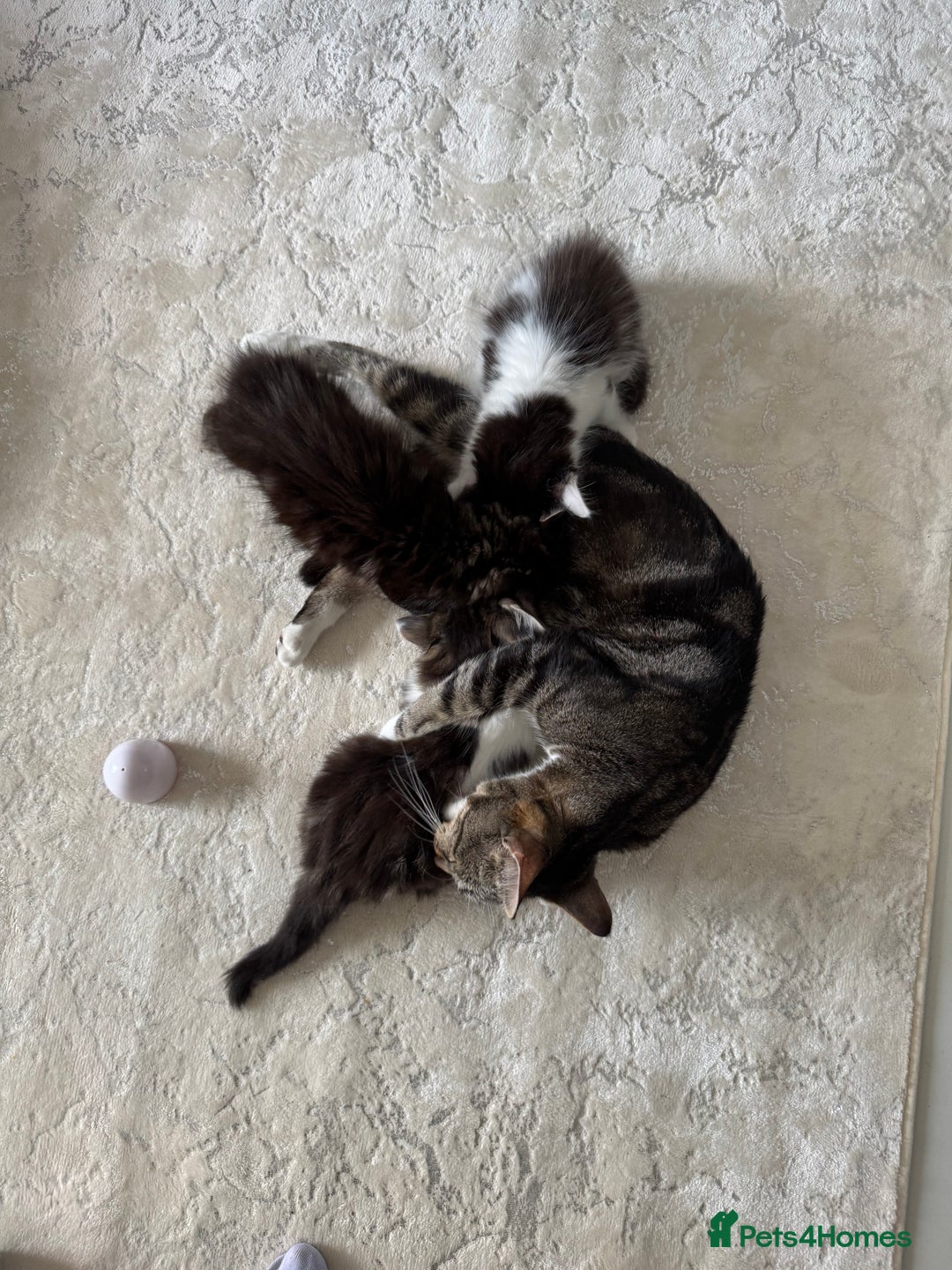 Mixed Breed cats for sale: 3 beautiful fluffy kittens  - Image 10