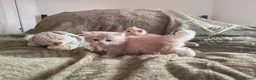 British Shorthair cats for sale: Golden cy12 British Shorthair Boys – Vet Raised in Norwich - Advert 6