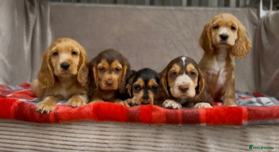 Cocker Spaniel dogs for sale: STUNNING COCKER SPANIEL PUPPIES  - Image 11