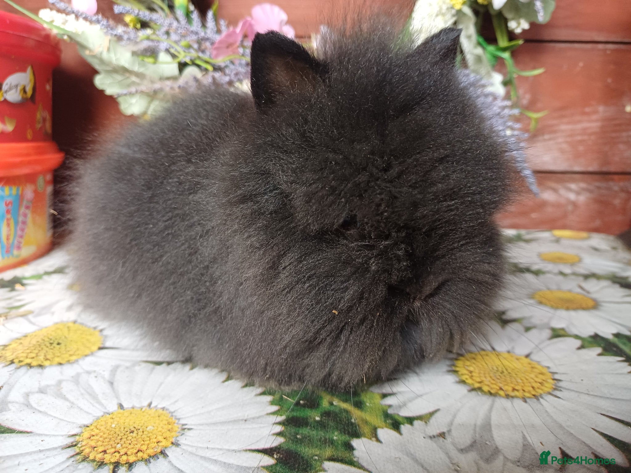 Lionhead rabbits for sale: Lionhead bucks - Advert 1
