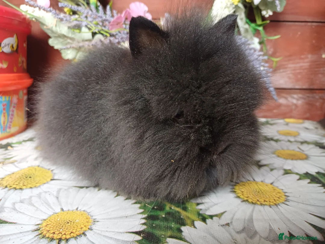 Lionhead rabbits for sale: Lionhead bucks - Advert 1