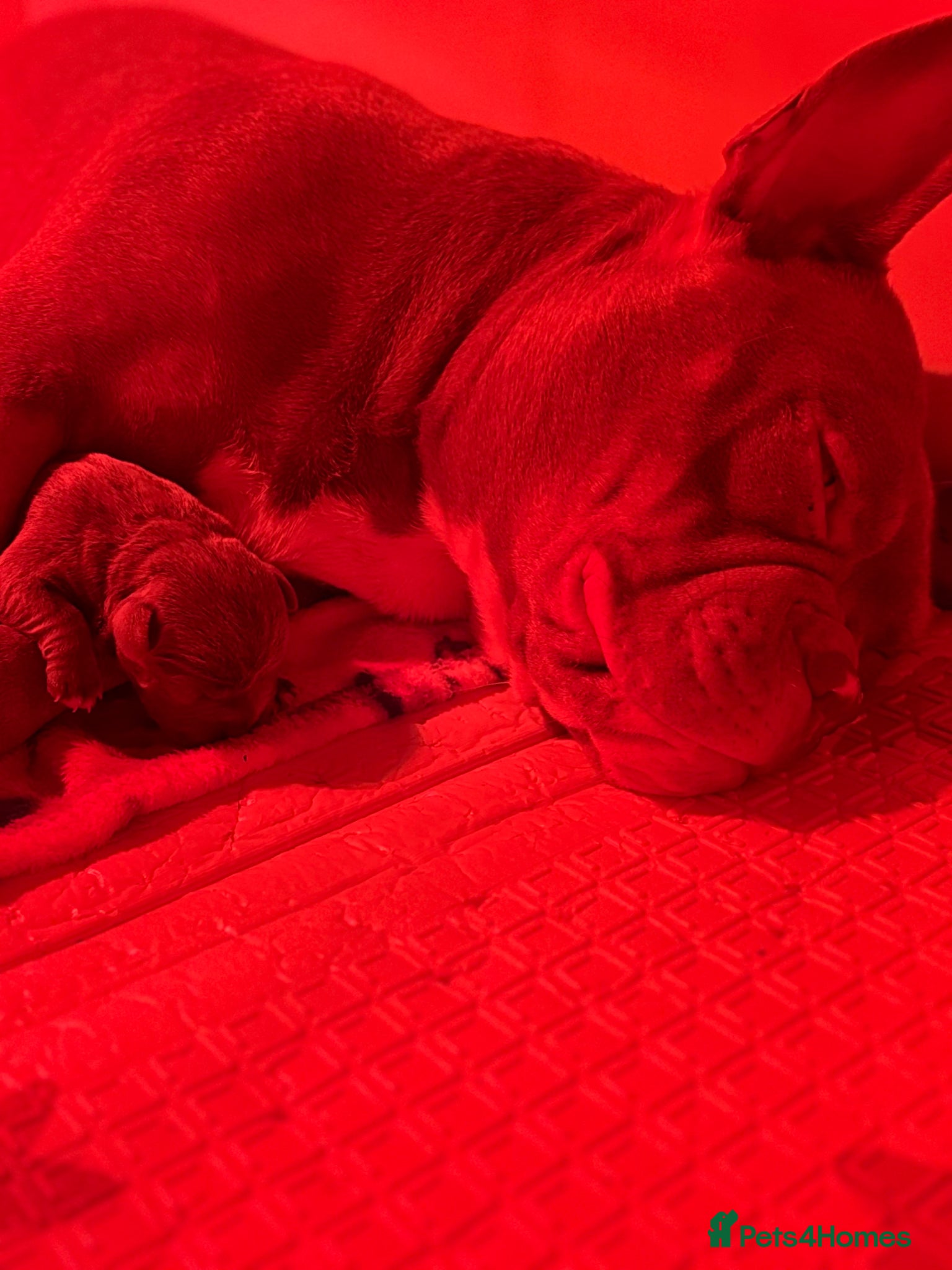 American Bully dogs Female bully - Advert 6