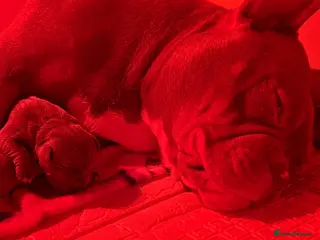 American Bully dogs Female bully - Advert 6